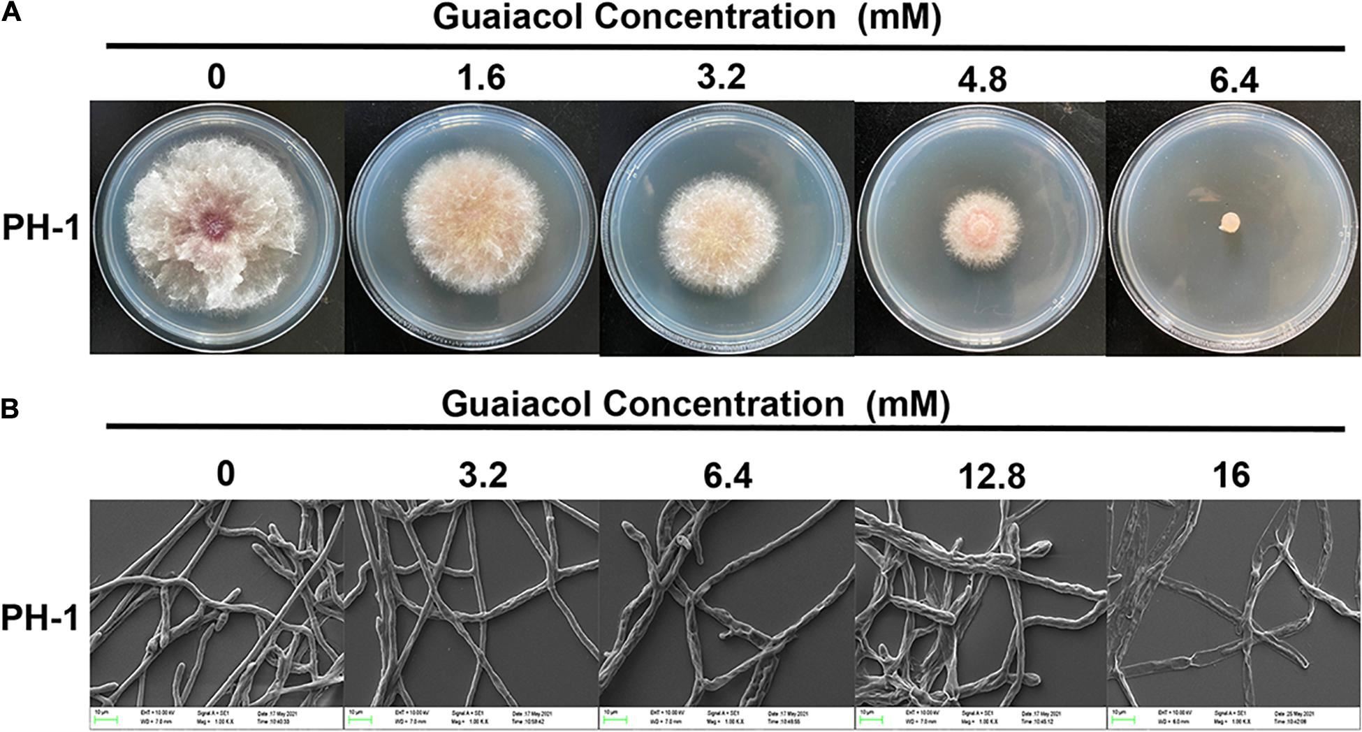 Guaiacol antioxidant