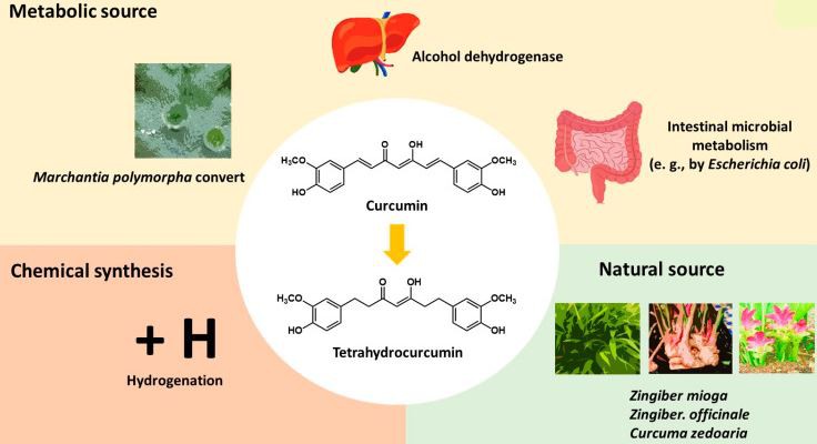 Source of Tetrahydrocurcumin Powder 36062-04-1
