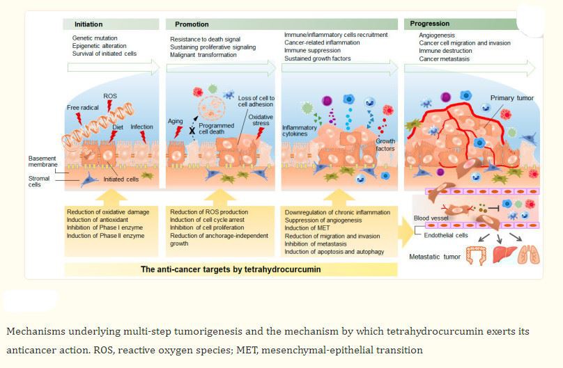 Function of Tetrahydrocurcumin Powder 36062-04-1