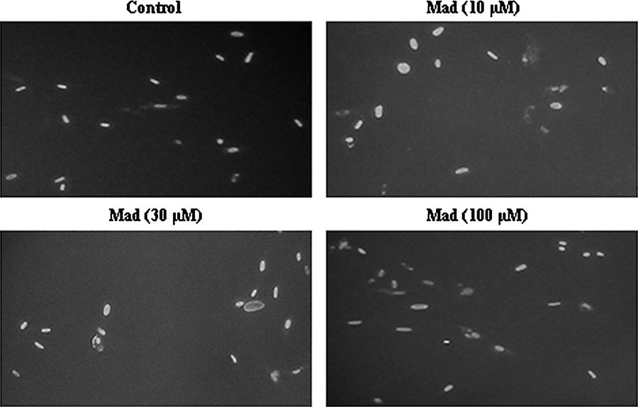 madecassoside can promote the proliferation of human fibroblasts