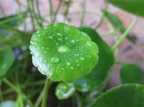 Centella asiatica