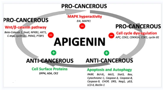 The functions of Apigenin